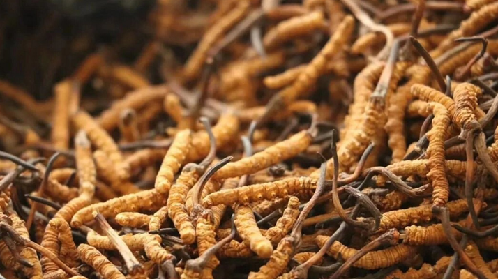 冬蟲夏草現(xiàn)在多少錢？?jī)r(jià)格探秘