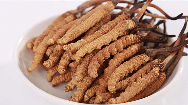 冬蟲夏草一公斤多少錢？多因素交織下的價格密碼