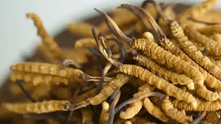 解密 “大個(gè)頭” 冬蟲夏草：何為優(yōu)質(zhì)大蟲草，價(jià)值何在？