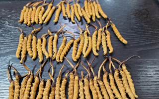 野生冬蟲夏草泡酒比例詳解：掌握黃金配比，泡出滋補(bǔ)好酒