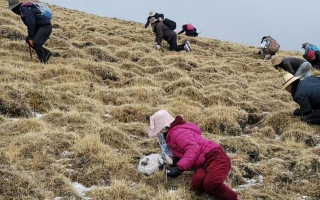 冬蟲(chóng)夏草采挖看月份！4-7月各產(chǎn)區(qū)差異大，5-6月是“黃金窗口”
