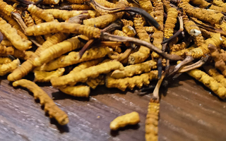 鮮冬蟲(chóng)夏草并非 “制作” 而成！揭秘其天然形成與核心特性