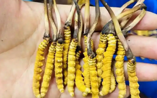 鮮冬蟲(chóng)夏草一次放幾克？不同人群用量指南