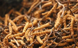 鮮冬蟲(chóng)夏草有保質(zhì)期嗎？?jī)?chǔ)存方式與時(shí)效全解析