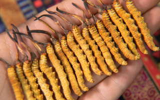 冬蟲夏草怎么辨別真假？4 大維度 + 避坑指南