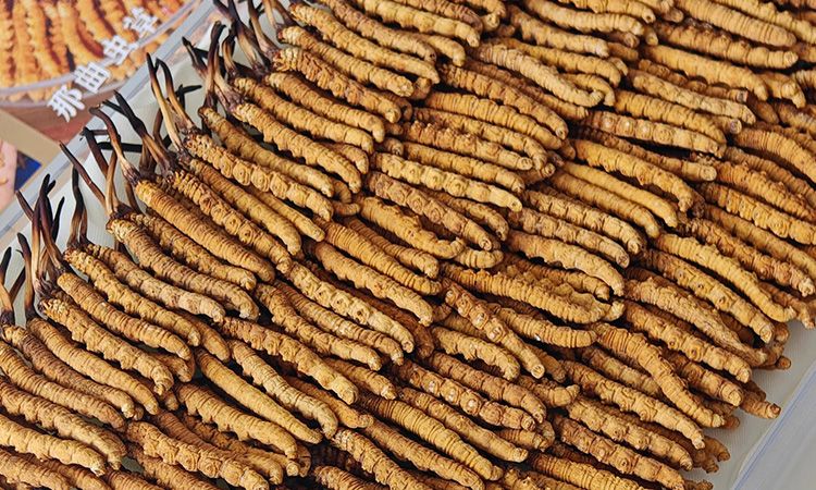 斷的冬蟲夏草：效果是否打折？科學(xué)解讀與實用建議