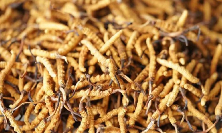 解密冬蟲夏草頭期蟲草：品質(zhì)優(yōu)勢(shì)與鑒別指南