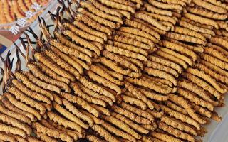 斷的冬蟲夏草：效果是否打折？科學(xué)解讀與實用建議