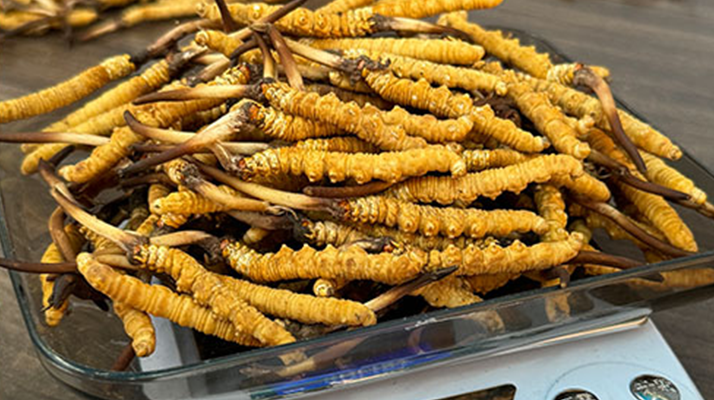 新鮮冬蟲夏草一次吃幾根？科學(xué)用量指南來了?