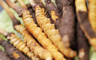 鮮冬蟲(chóng)夏草哪里產(chǎn)地好些？三大黃金產(chǎn)區(qū)品質(zhì)解析