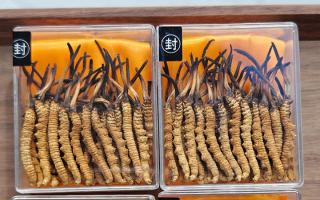 冬蟲(chóng)夏草現(xiàn)在多少錢一克？2025 年克價(jià)揭秘，差價(jià)達(dá) 5 倍