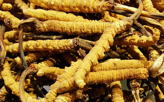 石斛與冬蟲夏草哪個好？從功效到適用場景的全面對比