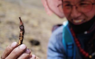冬蟲夏草采挖季：在雪域高原與時(shí)間賽跑
