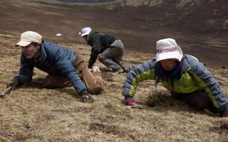 冬蟲夏草的形成：一場(chǎng)跨越四季的生物共生奇跡
