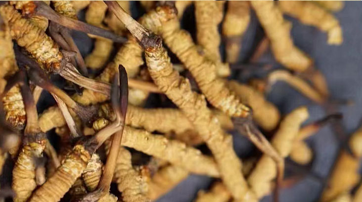 冬蟲(chóng)夏草保存指南 