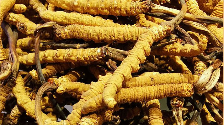 傳統(tǒng)滋補瑰寶的現(xiàn)代營養(yǎng)解讀