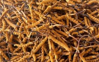 冬蟲夏草專業(yè)存放指南：這樣存，品質(zhì)不打折