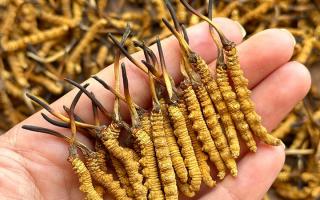 冬蟲夏草專家詳解：不同形態(tài)蟲草的保存方法與時(shí)限，避免營養(yǎng)白白流失