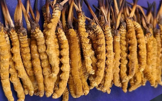 藏區(qū)牧民教你辨冬蟲夏草真假：跟著草原經(jīng)驗走準沒錯