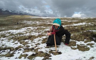 冬蟲夏草專家解讀：哪里的冬蟲夏草品質(zhì)最優(yōu)？