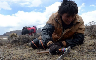 那曲挖草人阿旺的蟲草采摘時(shí)間表：跟著草原節(jié)氣走，不錯(cuò)過每根好蟲草