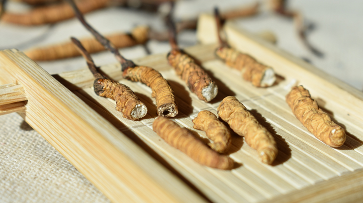 斷的<a href=http://m.aikitbox.com/ target=_blank class=infotextkey>冬蟲夏草</a>一克啥價(jià) 