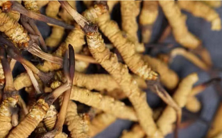 野生冬蟲夏草多少錢一斤？2025 年市場行情全解析