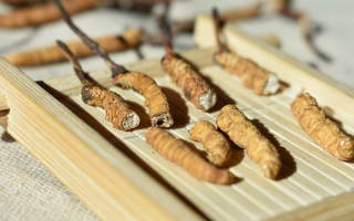 斷的冬蟲夏草一克啥價(jià)？2025 年實(shí)用行情嘮明白