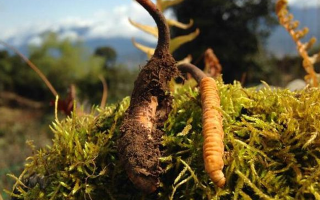 野生冬蟲(chóng)夏草長(zhǎng)什么樣？我跟你嘮嘮