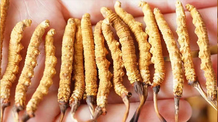 冬蟲(chóng)夏草最佳購(gòu)買時(shí)間：選對(duì)時(shí)機(jī)，兼顧品質(zhì)與性價(jià)比