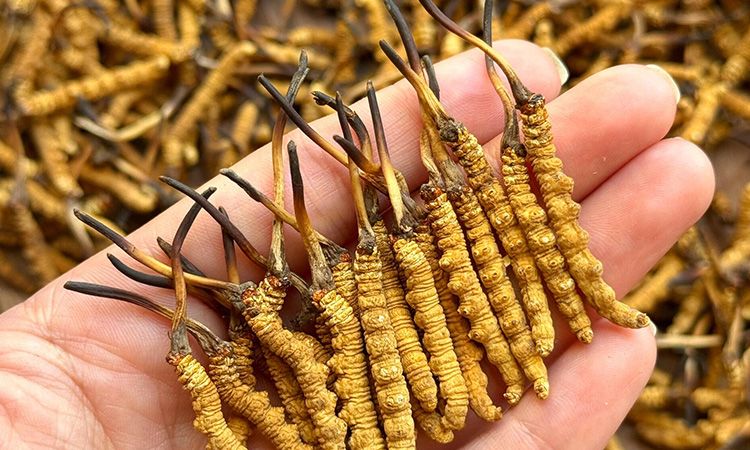 冬蟲(chóng)夏草保存時(shí)長(zhǎng)：專(zhuān)家解析關(guān)鍵影響因素與期限界定