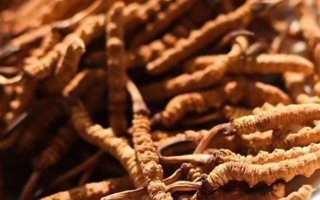 冬蟲夏草采后保存指南：鎖住營養(yǎng)，延長鮮度?