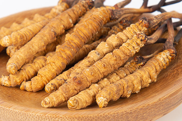  人工培育的冬蟲夏草有哪些功效和作用？