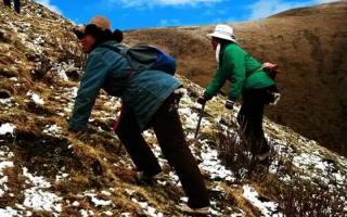  人工培育的冬蟲夏草和野生冬蟲夏草有什么區(qū)別？