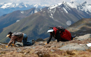 西藏那曲冬蟲夏草采挖期品質(zhì)分級標準