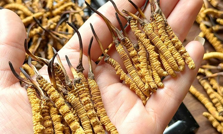 那曲珍品的草頭形態(tài)