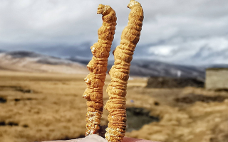  冬蟲夏草的價值鑒定方法有哪些？