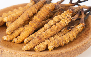  人工培育冬蟲夏草的市場前景如何？