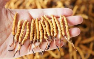 冬蟲夏草各地產(chǎn)量揭秘，西藏那曲蟲草網(wǎng)帶你看清產(chǎn)區(qū)產(chǎn)量格局