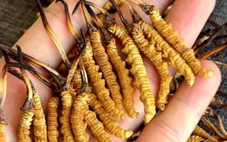 石斛和冬蟲夏草哪個好？西藏那曲蟲草網(wǎng)教你按需選對滋補(bǔ)珍品