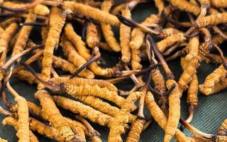 藏區(qū)特產(chǎn)冬蟲夏草是什么？西藏那曲蟲草網(wǎng)為你全面解密