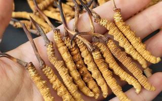 2026冬蟲夏草干貨多少錢一克｜西藏那曲蟲草網(wǎng)，行業(yè)權(quán)威行情解讀