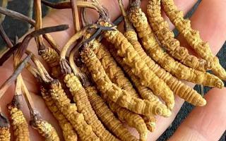 藏紅花和冬蟲夏草哪個貴？揭秘2026年最新價格真相