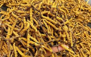 西藏那曲蟲草網(wǎng)｜一克冬蟲夏草煲多少水合適？行業(yè)權(quán)威指南來了