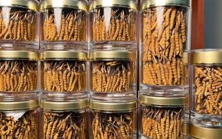 花膠和冬蟲夏草一起煲嗎？行業(yè)權(quán)威解讀+實(shí)操指南