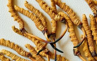 3月冬蟲夏草市場價(jià)格解析，行業(yè)權(quán)威走勢+選購指南