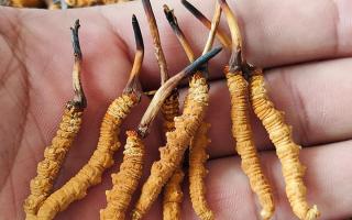 哪里買冬蟲夏草好？3大靠譜渠道+避坑攻略