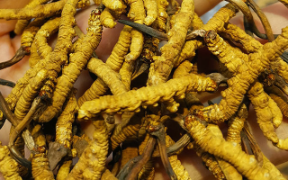 冬蟲夏草哪家牌子好？3大核心標(biāo)準(zhǔn)+優(yōu)質(zhì)品牌盤點