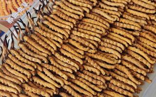 寶寶可以服用冬蟲夏草嗎？權(quán)威指南，科學(xué)滋補(bǔ)不踩坑