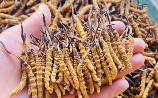 35元一根的冬蟲夏草能買嗎？——揭秘低價(jià)蟲草真相